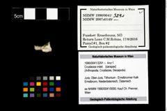 Foto (Objekt + Etikett) von Crustacea indet.  (NHMW-GEO-1990-0041-3291)